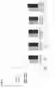 Fig. 07 - Method of preparing sterilized compositions for stabilization of extracellular nucleic acids