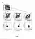 Fig. 02 - Methods and kits for determining tuberculosis infection status