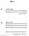 Fig. 05 - CHIRAL CONVERSION OF AMYLOID PROTEINS ASSOCIATED WITH DISEASES