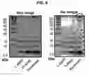 Fig. 10 - CHIRAL CONVERSION OF AMYLOID PROTEINS ASSOCIATED WITH DISEASES