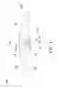 Fig. 04 - BACKLIGHT MODULE AND SURFACE LIGHT SOURCE ASSEMBLY THEREOF