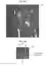 Fig. 28 - Method of making a peeled substrate using laser irradiation