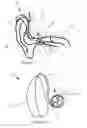Fig. 02 - Earpiece for coupling a hearing aid to a users's ear canal and a method for manufacturing such an earpiece