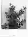 Fig. 02 - plant named ‘COMPACT01’