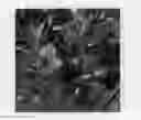 Fig. 02 - plant named ‘MAN216902’