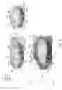 Fig. 05 - ORNAMENT WITH SLIDING MOVABLE ARTICLE