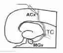 Fig. 01 - Method for treating schizophrenia