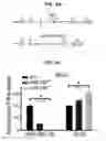 Fig. 16 - Method for treating schizophrenia