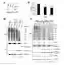 Fig. 01 - Method of treatment using oncolytic viruses