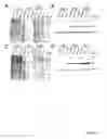 Fig. 04 - Method of treatment using oncolytic viruses