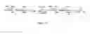 Fig. 37 - AMPHIPHILIC CYCLODEXTRIN-BASED GLYCODENDRIMERS