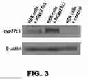 Fig. 09 - Methods and compositions for red-shifted chromophore substitution for optogenetic applications