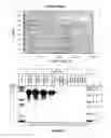 Fig. 07 - ANTI-HLA ASSAY AND METHODS