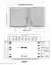 Fig. 08 - ANTI-HLA ASSAY AND METHODS