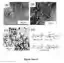 Fig. 02 - Nano-emulsion and nano-latexes with functionalized cellulose nanocrystals