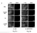 Fig. 07 - Antibacterial coating or surface comprising vertical, standing angstrom scale flakes