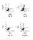 Fig. 07 - ABCB5 positive mesenchymal stem cells as immunomodulators