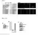 Fig. 04 - Agents and methods for treating and preventing seborrheic keratosis