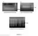 Fig. 03 - OX40L-JAGGED-1 CHIMERIC POLYPEPTIDES AND USES THEREOF
