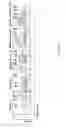 Fig. 07 - OX40L-JAGGED-1 CHIMERIC POLYPEPTIDES AND USES THEREOF