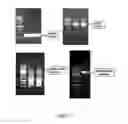 Fig. 08 - OX40L-JAGGED-1 CHIMERIC POLYPEPTIDES AND USES THEREOF