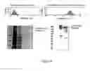 Fig. 09 - OX40L-JAGGED-1 CHIMERIC POLYPEPTIDES AND USES THEREOF