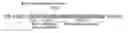 Fig. 01 - PROCESS OF GENE-EDITING OF CELLS ISOLATED FROM A SUBJECT SUFFERING FROM A METABOLIC DISEASE AFFECTING THE ERYTHROID LINEAGE, CELLS OBTAINED BY SAID PROCESS AND USES THEREOF