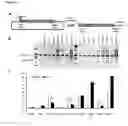 Fig. 09 - PROCESS OF GENE-EDITING OF CELLS ISOLATED FROM A SUBJECT SUFFERING FROM A METABOLIC DISEASE AFFECTING THE ERYTHROID LINEAGE, CELLS OBTAINED BY SAID PROCESS AND USES THEREOF