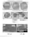 Fig. 02 - Methods of producing in vitro liver constructs and uses thereof