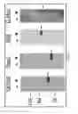 Fig. 02 - INDUCED PLURIPOTENT STEM CELLS