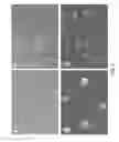 Fig. 07 - INDUCED PLURIPOTENT STEM CELLS