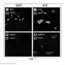 Fig. 08 - INDUCED PLURIPOTENT STEM CELLS