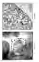 Fig. 22 - INDUCED PLURIPOTENT STEM CELLS