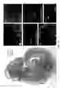 Fig. 43 - INDUCED PLURIPOTENT STEM CELLS