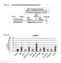 Fig. 03 - Intestinal epithelioid cells