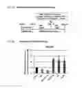 Fig. 04 - Intestinal epithelioid cells