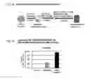 Fig. 09 - Intestinal epithelioid cells