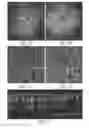 Fig. 11 - Compositions and methods for enhanced gene expression in cone cells