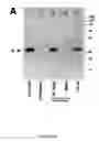 Fig. 02 - Engineered respiratory syncytial viruses with control of cell-to-cell virus transmission for enhanced safety of live virus vaccines