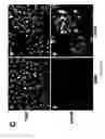 Fig. 04 - Engineered respiratory syncytial viruses with control of cell-to-cell virus transmission for enhanced safety of live virus vaccines