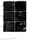 Fig. 09 - Engineered respiratory syncytial viruses with control of cell-to-cell virus transmission for enhanced safety of live virus vaccines