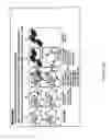 Fig. 19 - Engineered respiratory syncytial viruses with control of cell-to-cell virus transmission for enhanced safety of live virus vaccines