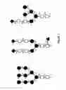 Fig. 09 - MODIFIED SULFAMIDASE AND PRODUCTION THEREOF
