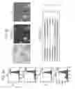 Fig. 03 - DIRECTED DIFFERENTIATION OF PLURIPOTENT STEM CELLS BY BACTERIAL INJECTION OF TALEN PROTEINS