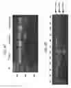 Fig. 07 - DIRECTED DIFFERENTIATION OF PLURIPOTENT STEM CELLS BY BACTERIAL INJECTION OF TALEN PROTEINS