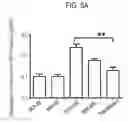 Fig. 09 - DIRECTED DIFFERENTIATION OF PLURIPOTENT STEM CELLS BY BACTERIAL INJECTION OF TALEN PROTEINS
