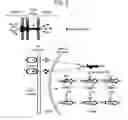 Fig. 14 - DIRECTED DIFFERENTIATION OF PLURIPOTENT STEM CELLS BY BACTERIAL INJECTION OF TALEN PROTEINS