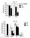 Fig. 15 - DIRECTED DIFFERENTIATION OF PLURIPOTENT STEM CELLS BY BACTERIAL INJECTION OF TALEN PROTEINS