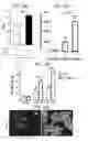 Fig. 24 - DIRECTED DIFFERENTIATION OF PLURIPOTENT STEM CELLS BY BACTERIAL INJECTION OF TALEN PROTEINS