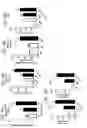 Fig. 26 - DIRECTED DIFFERENTIATION OF PLURIPOTENT STEM CELLS BY BACTERIAL INJECTION OF TALEN PROTEINS